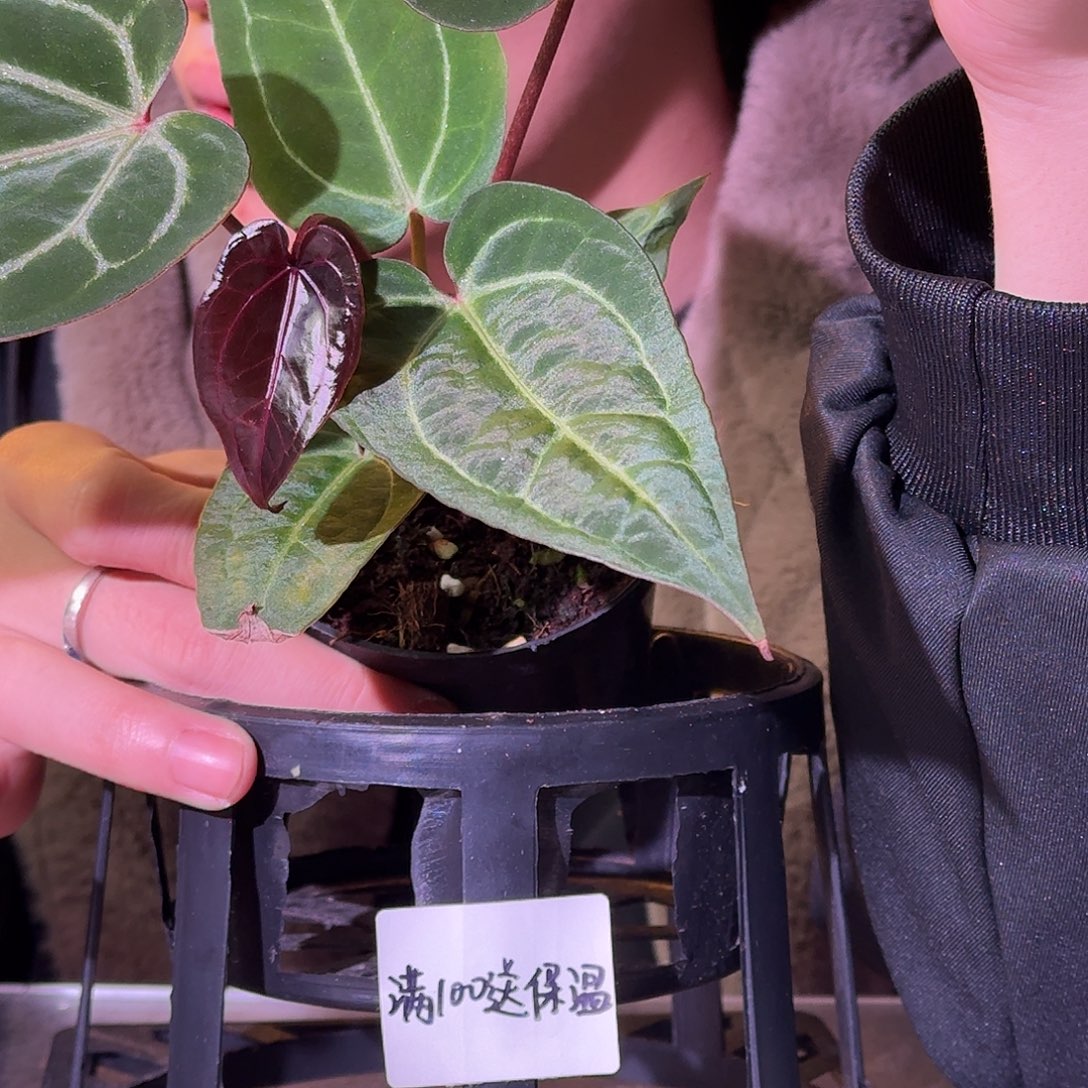 不开花植物G701紫巧杂织梦者