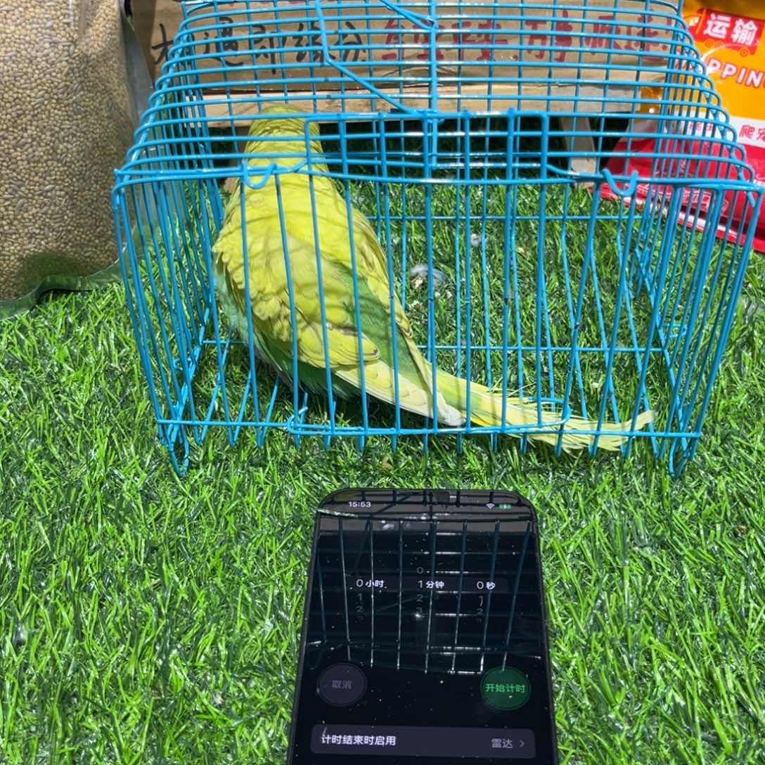 简***约虎皮鹦鹉大头虎皮鹦鹉一个，一物一拍不退换竞拍