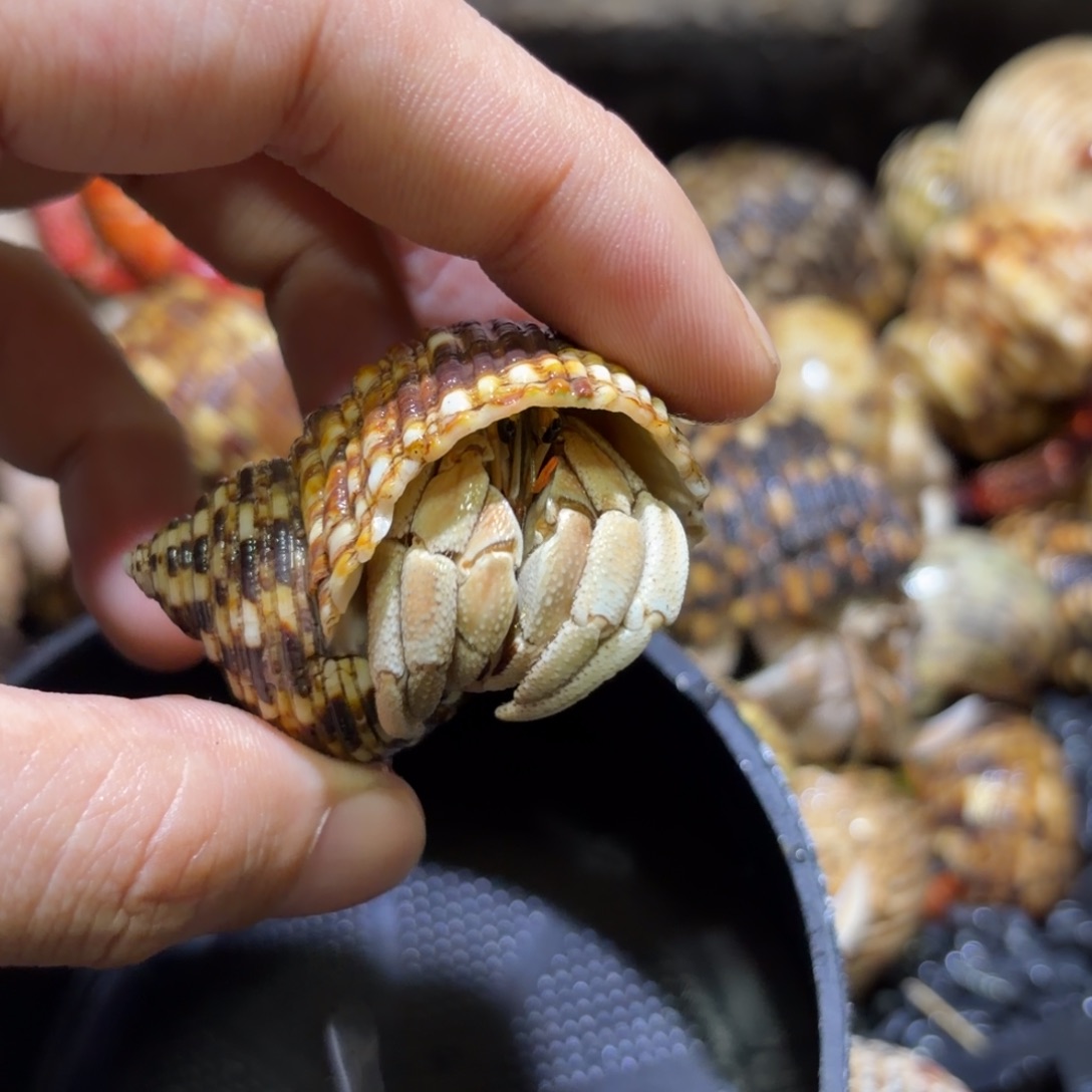 活体出售 不退不换 2