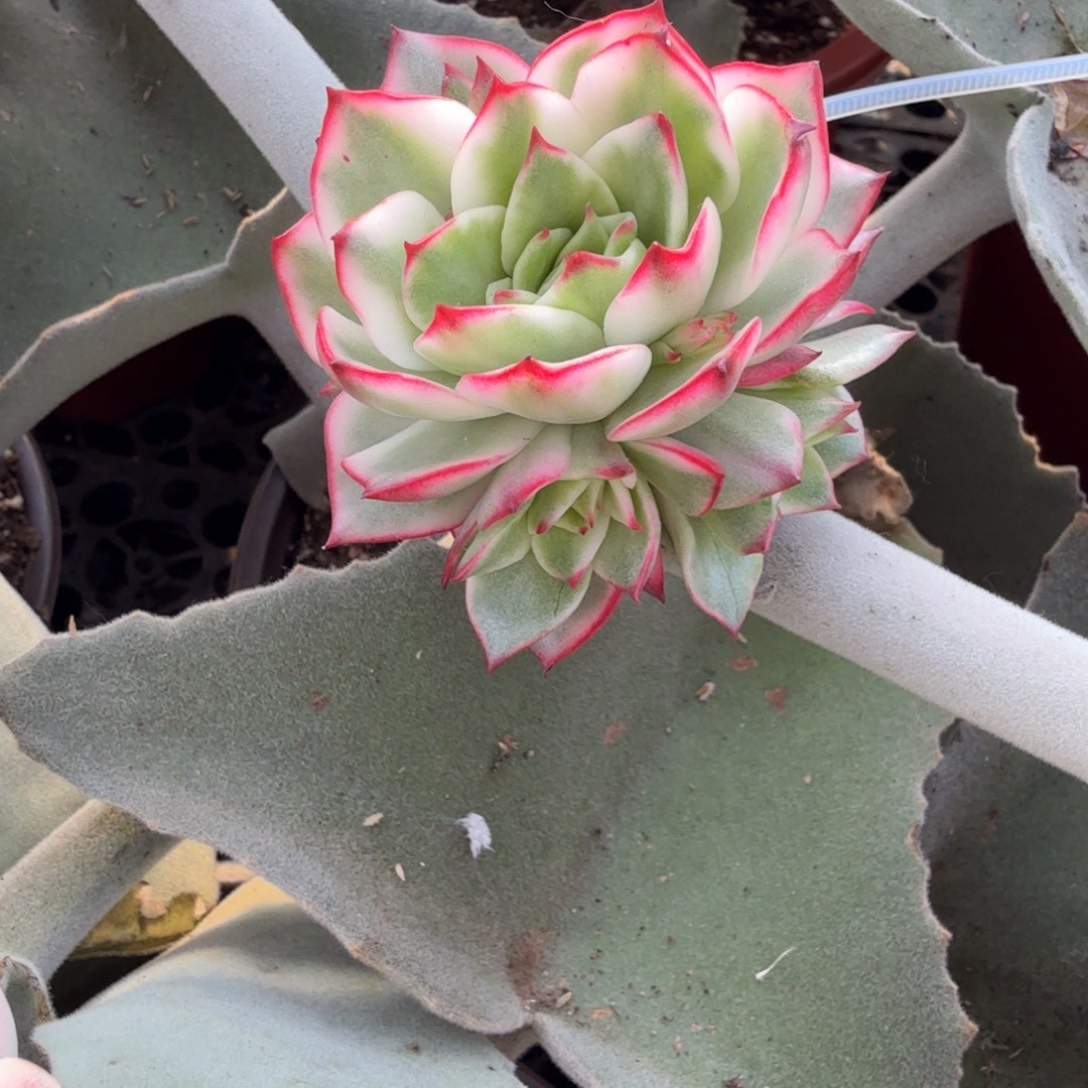 吉赛尔锦捧花，多肉锦