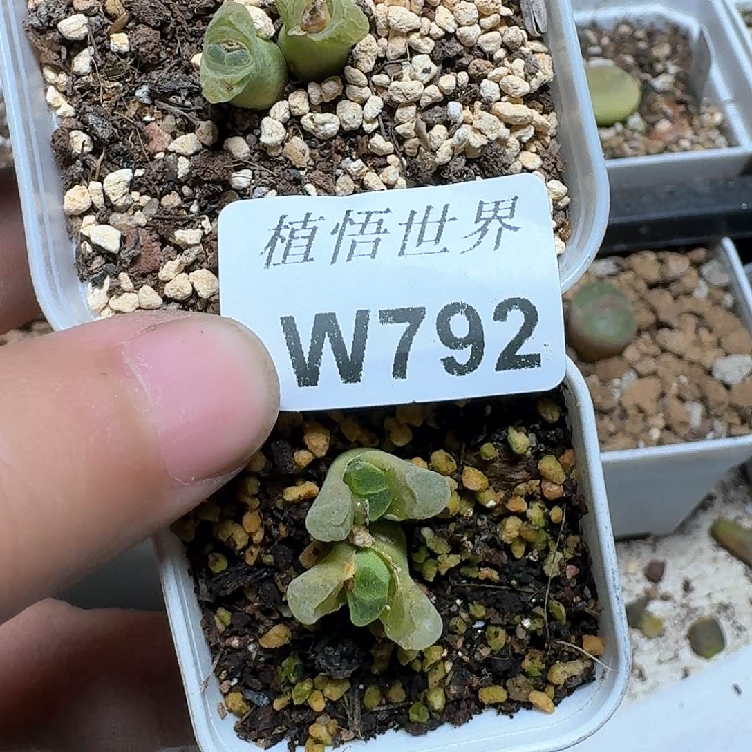 792盒多肉植物哇c f