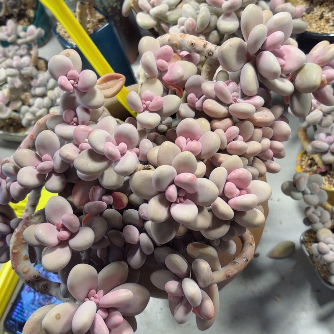 喵***?桃蛋2-54。       