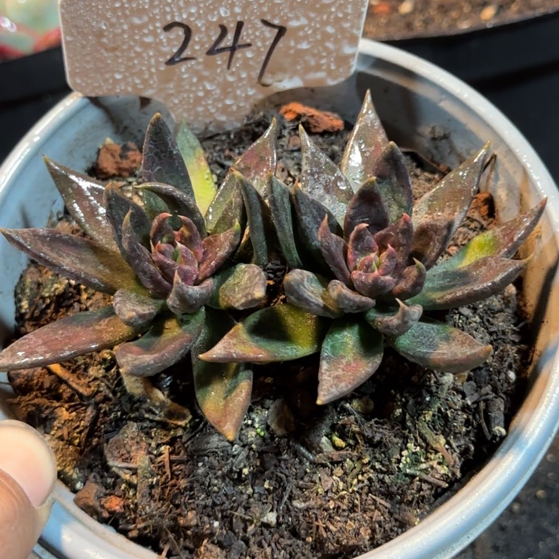 黑骑士惊鸿一物一拍包装收缩花旱247