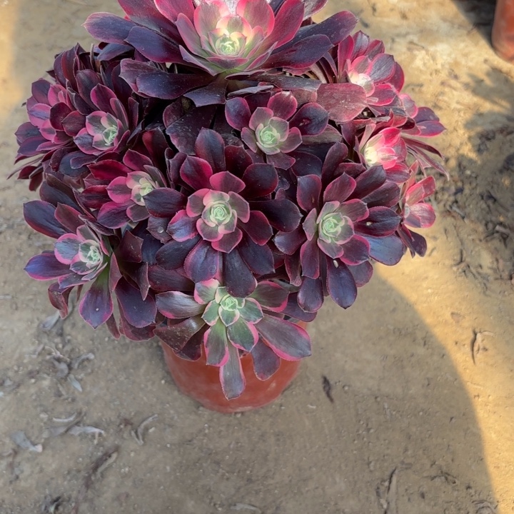 多肉植物法师凤冠11