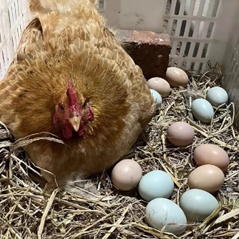 【喽喽代收】贵州农家散养土鸡蛋乡村现收