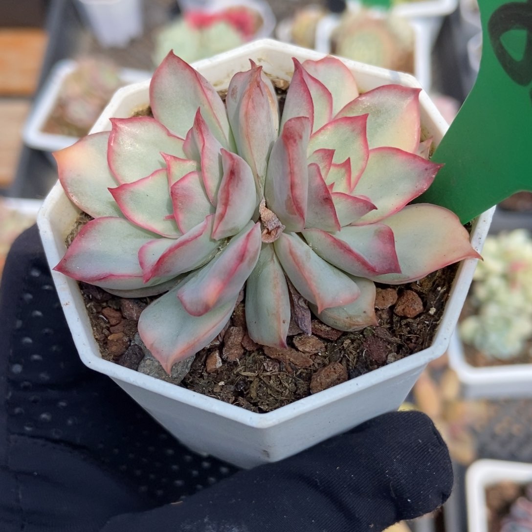 839月光女神锦多肉植物保护