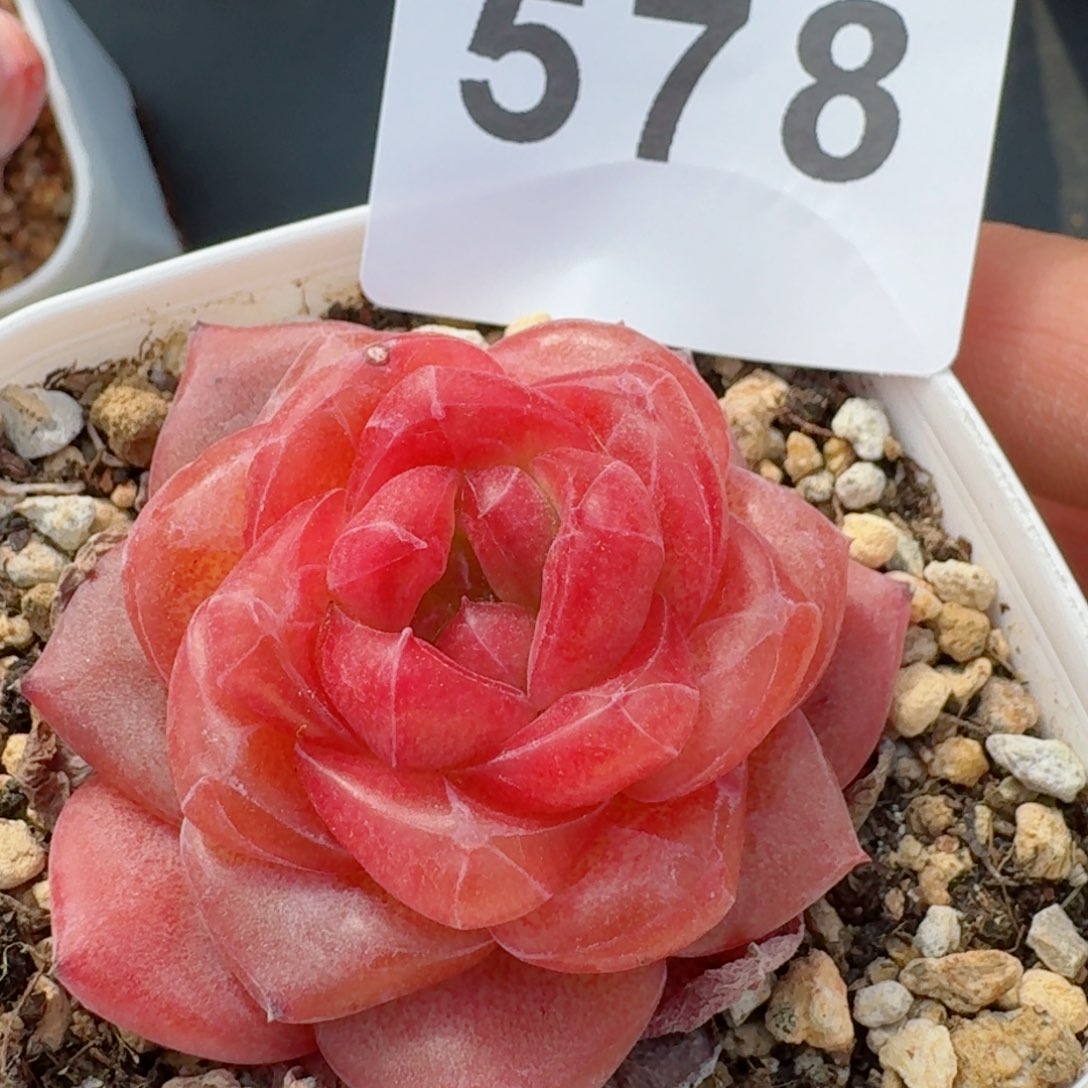 灯芯琥珀         精品多肉