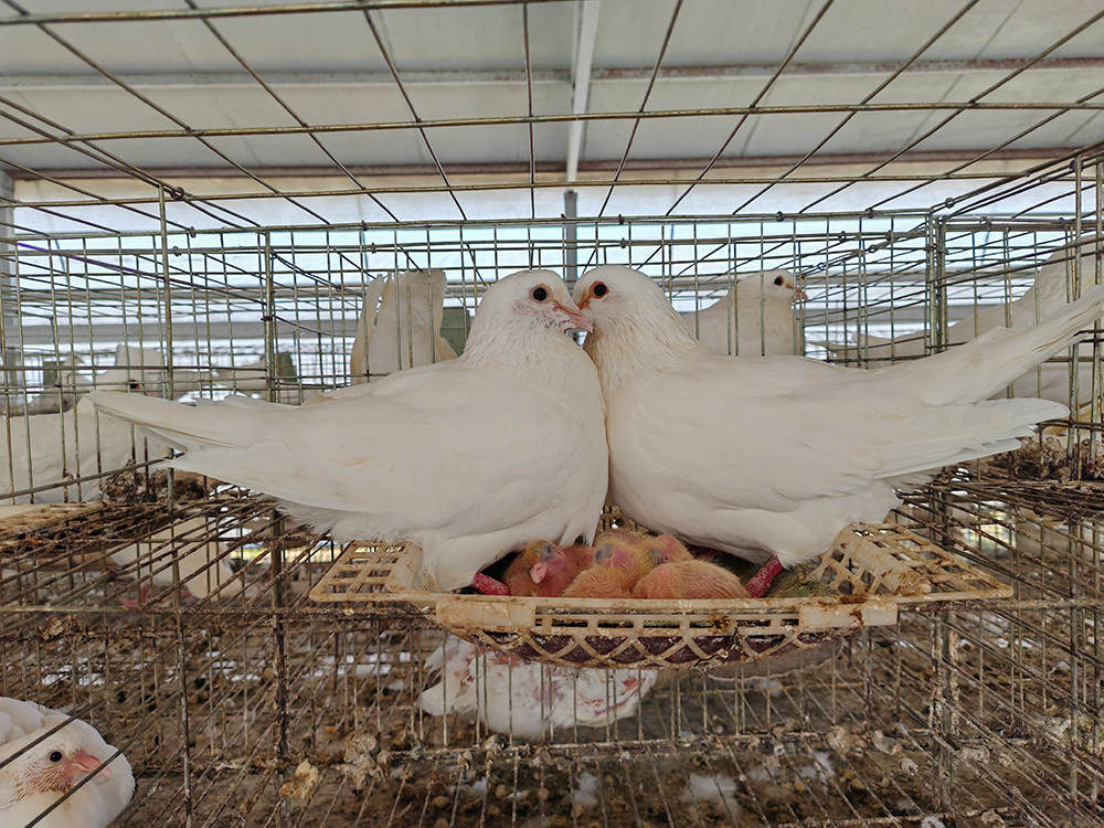 白羽王银王米玛斯种鸽子活物肉鸽