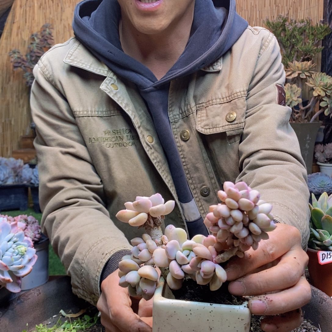 感****哒D170号白鹭老桩