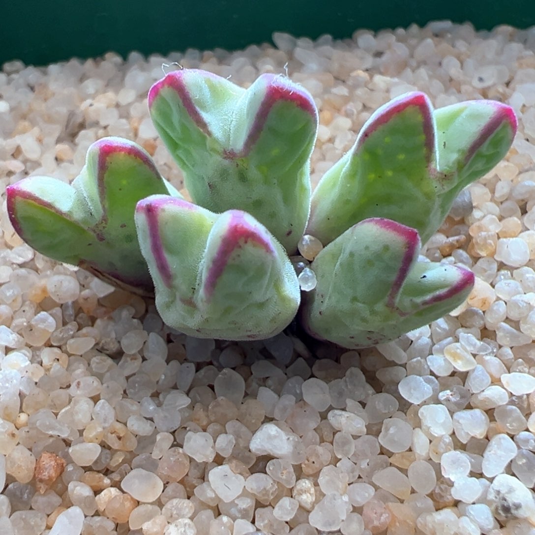 52优选985猪蹄五头晕染红边边干疤福利