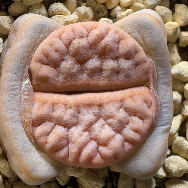 生石花111111。 163