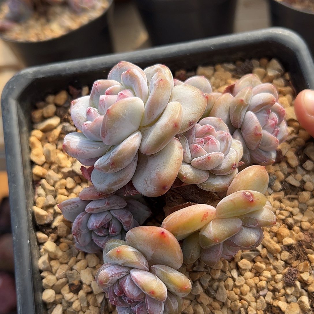 7头小包脸哈哈哈哈