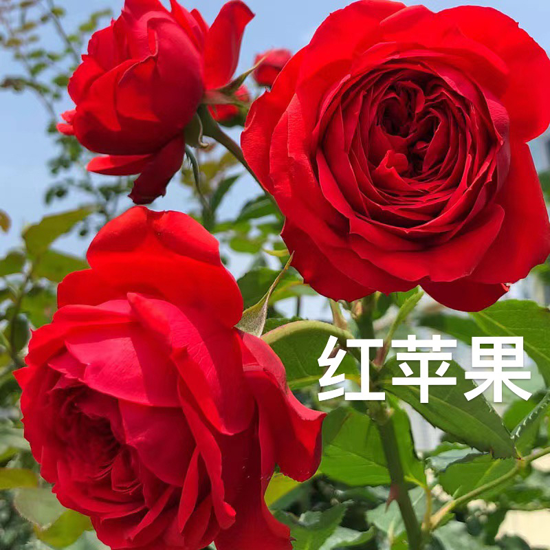 【红苹果】树桩月季棒棒糖浓香盆栽欧月老桩阳台庭院耐寒四季开花