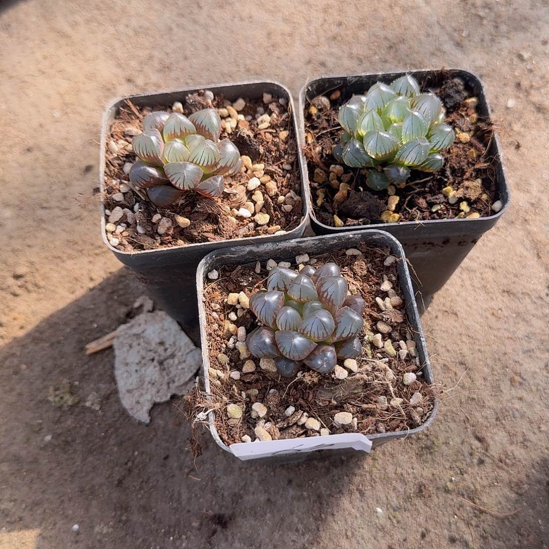 直播福利一物一拍65