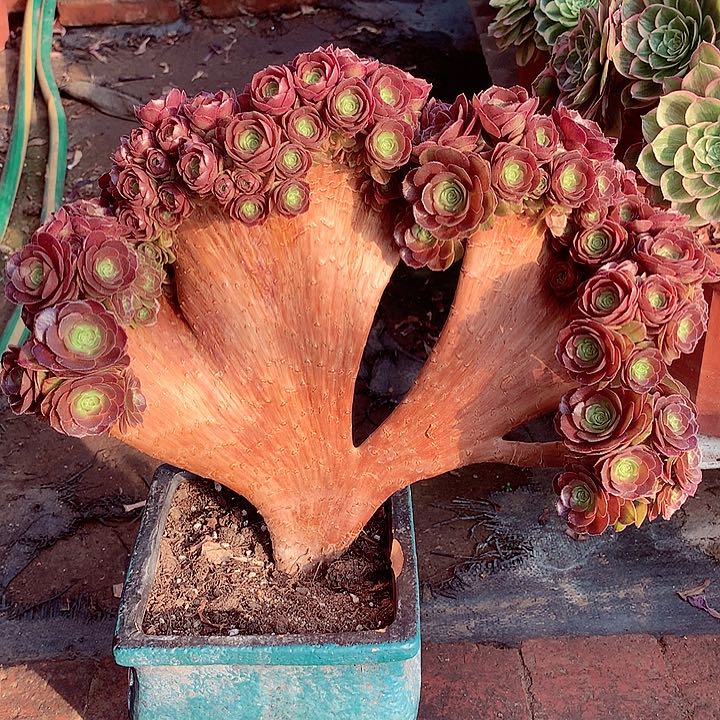 万圣节缀化小朵朵啊啊啊