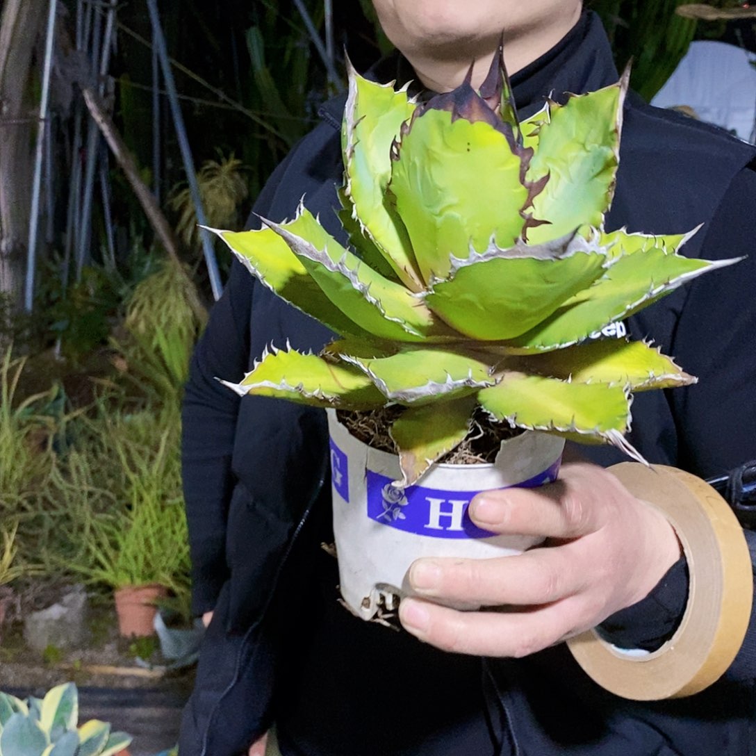 黑火焰一颗11111111