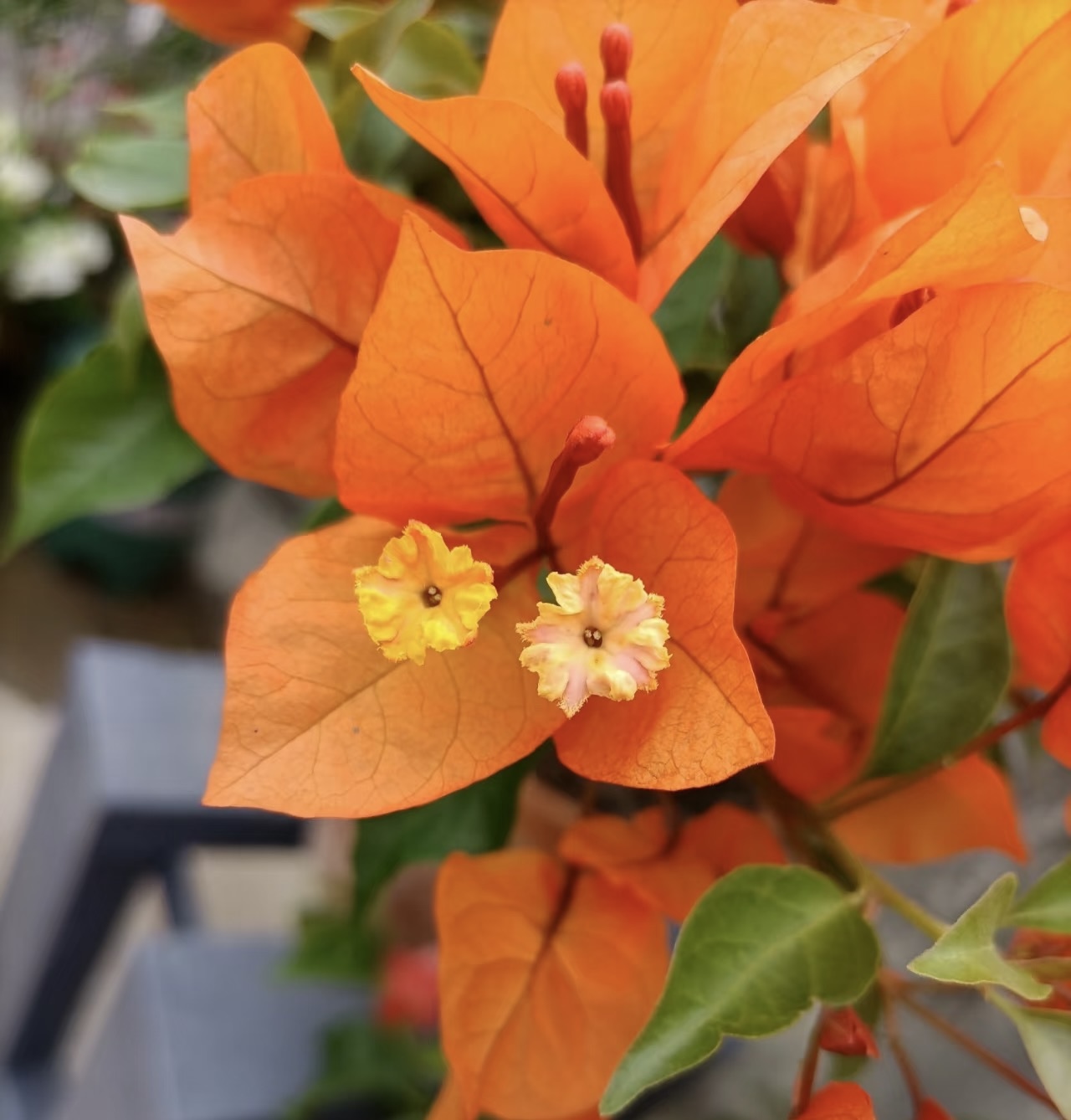 橙桑巴三角梅绿植盆栽花卉四季开花好养可用于阳台庭院