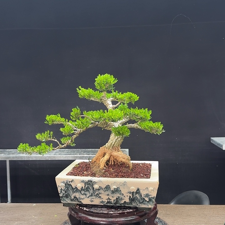 旋***风无花朵广东皱皮雀舌黄杨