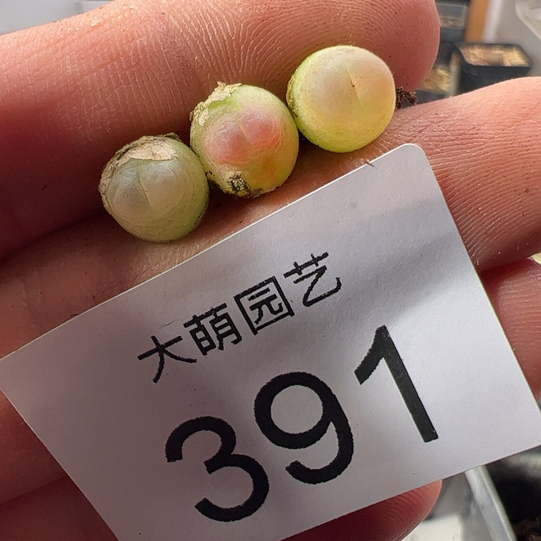 一物一拍。       391