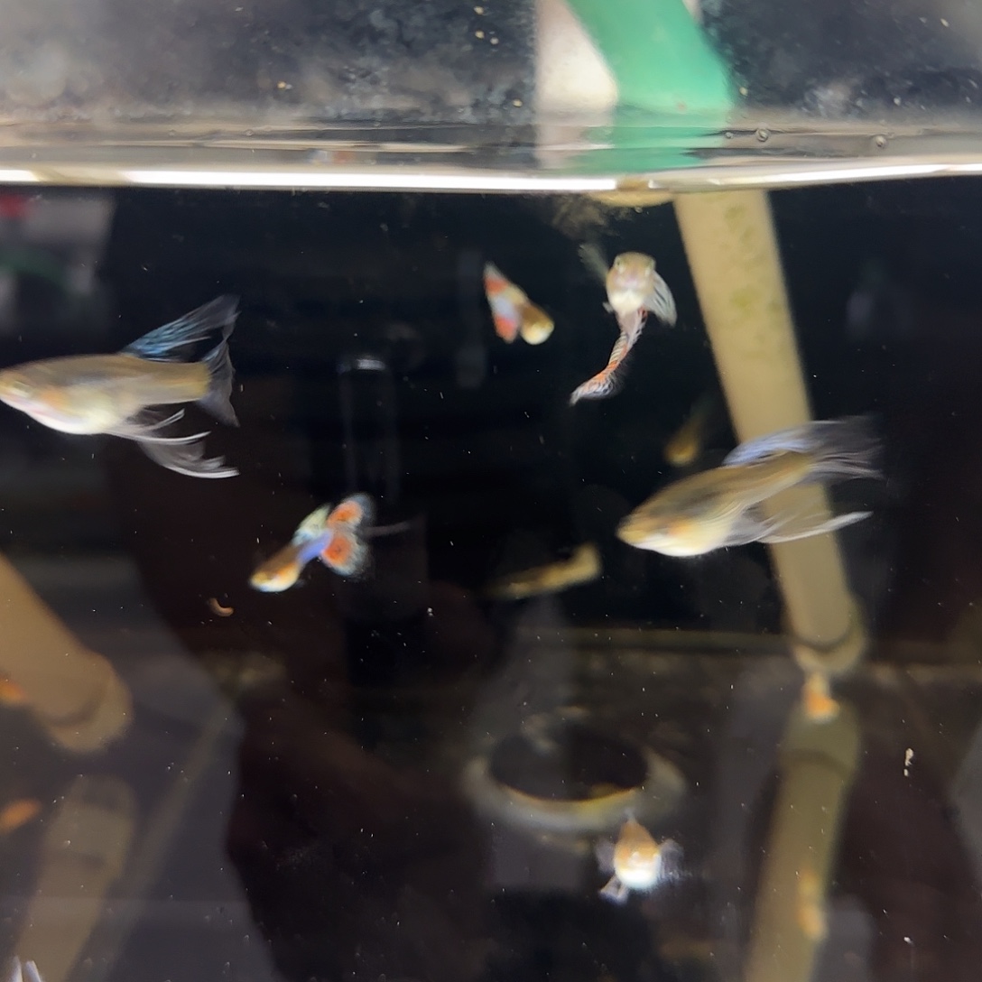 孔雀鱼彩虹草尾大C 2对