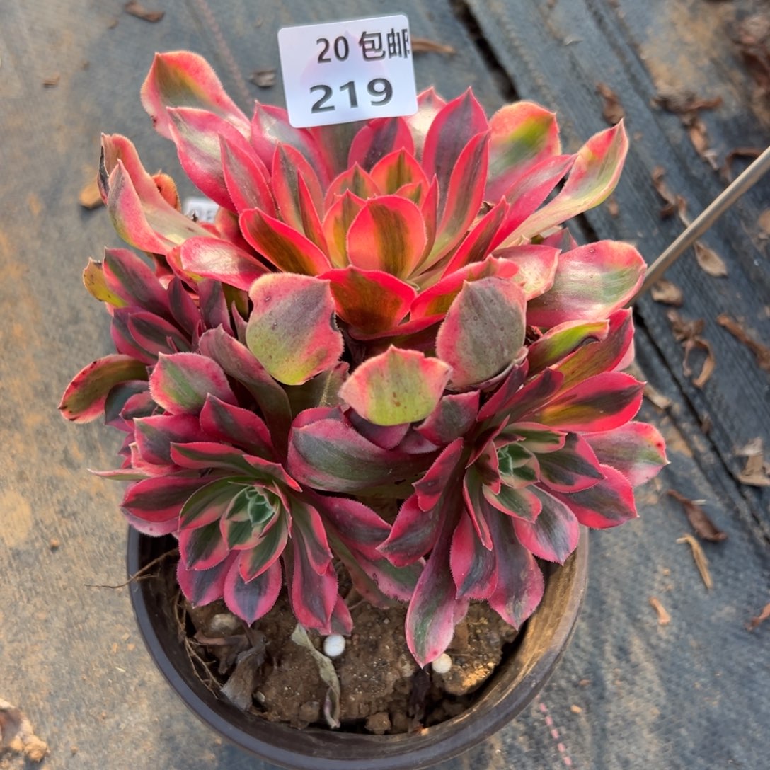 春***暖219女妖，多肉法师