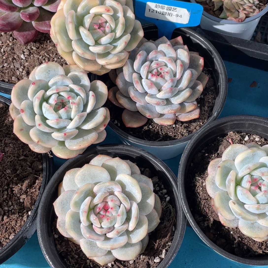 1210-94-梦露锦两颗一颗