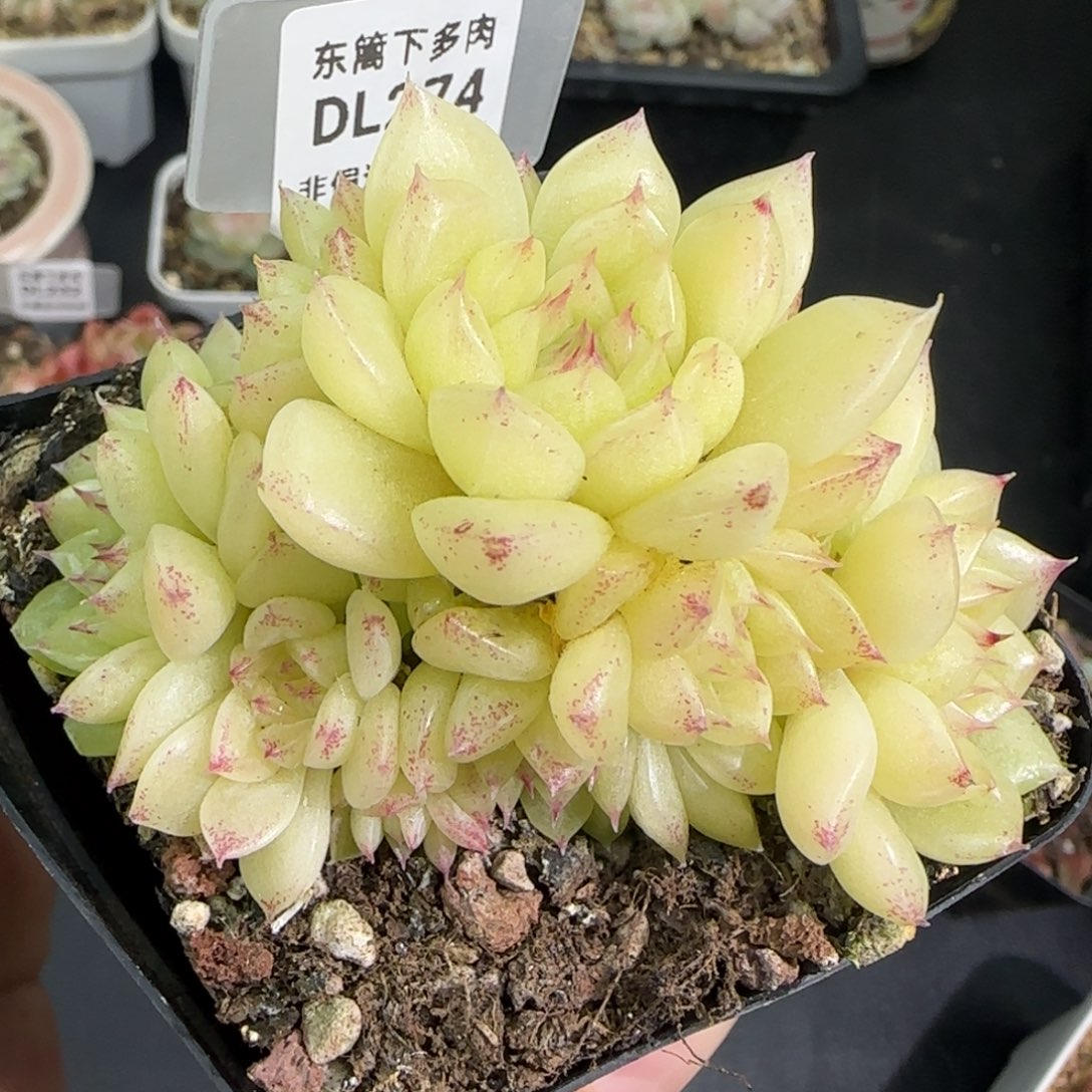 274东篱下多肉植物盆栽