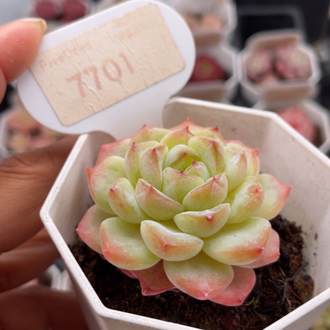 冰葡萄7701-5.0厘米