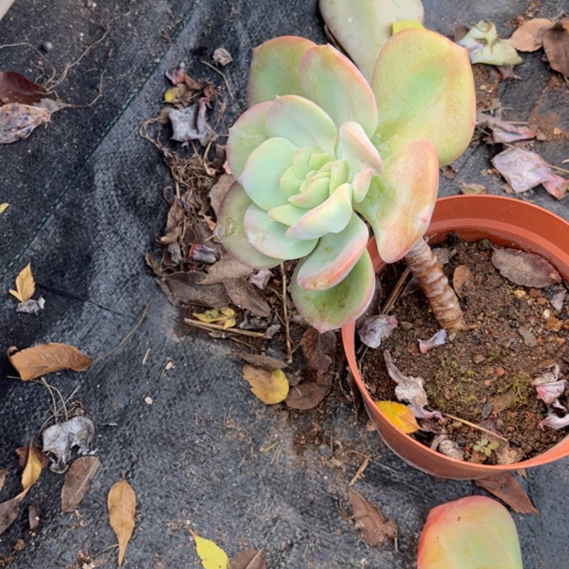 【闪购商品】无花朵红**叶