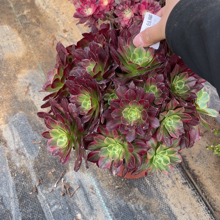 106安娜法师多肉断枝不售后