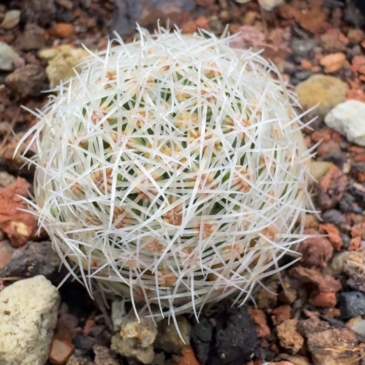 白豹丸实生仙人球 