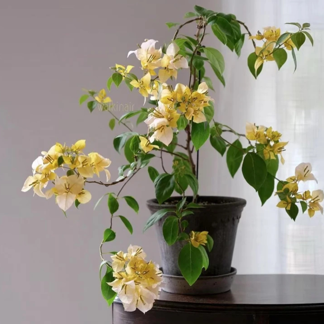 【黄女郎】原生品种勤花爬藤（如意花园）