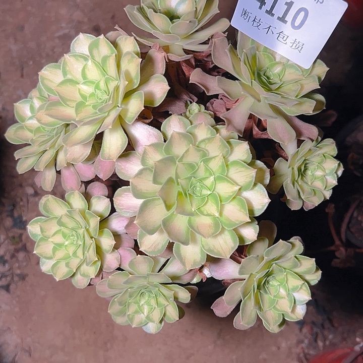 4110韶华多肉植物