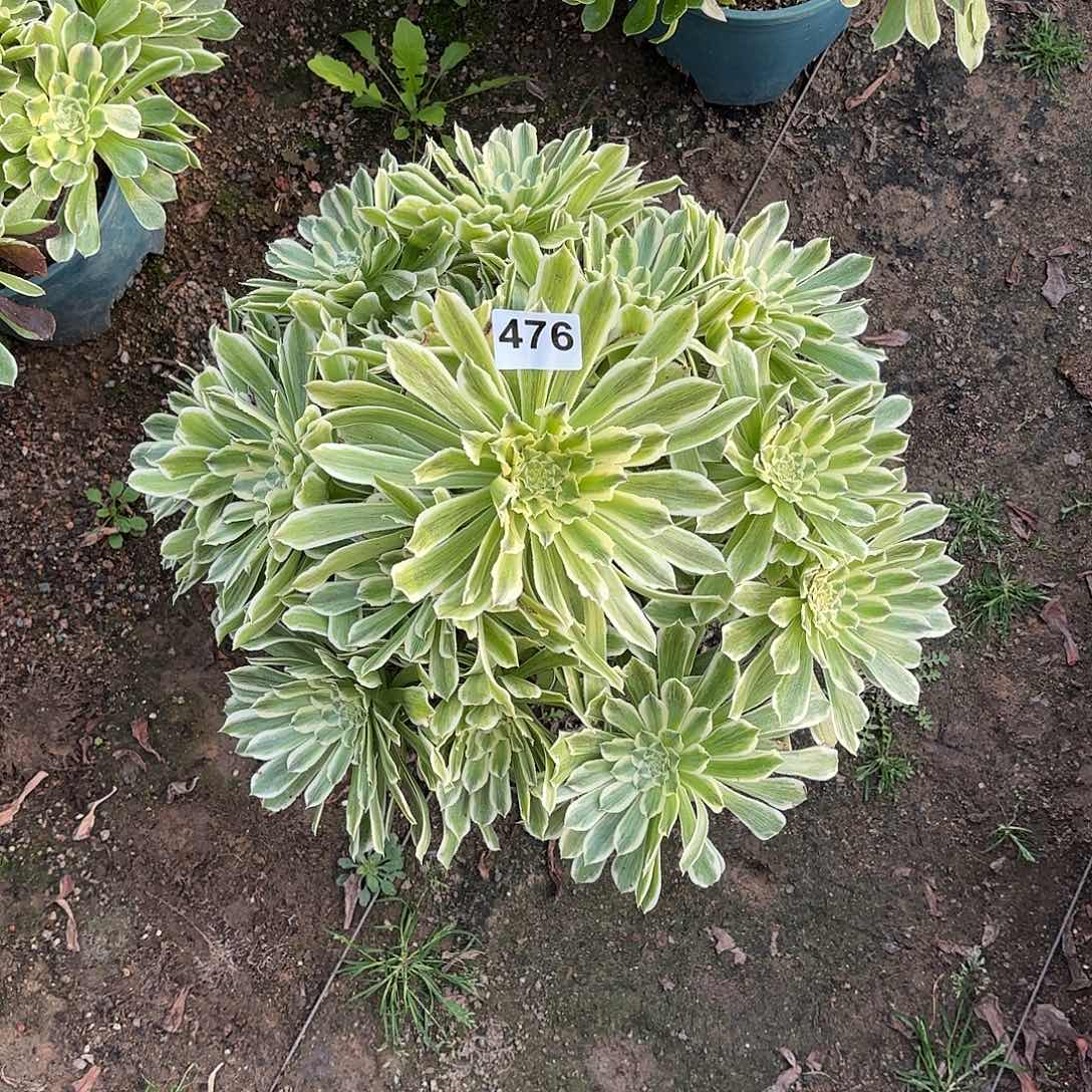 多肉法师碧浪476