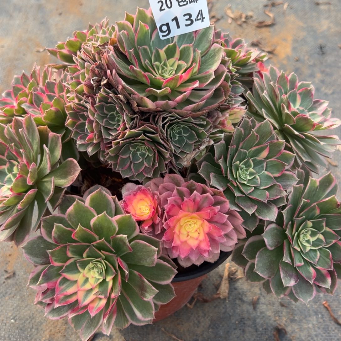 134青禾，满20包邮嘟叮熊