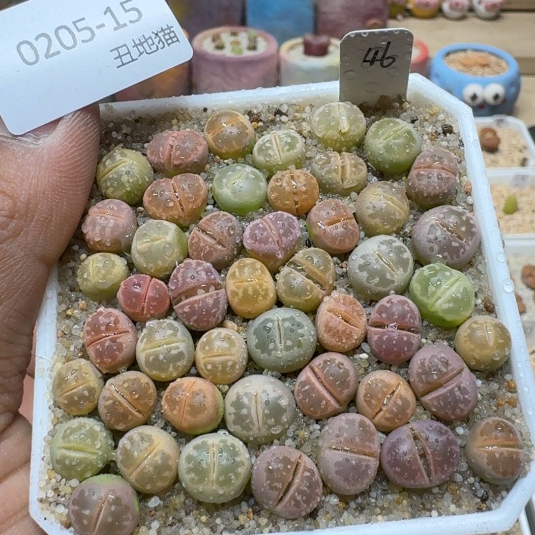 黑***妮0205-015生石花