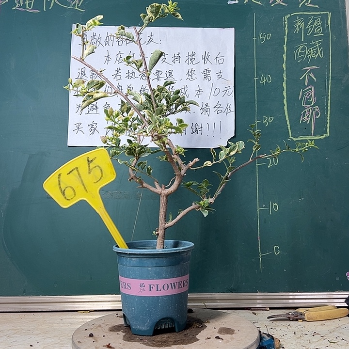 完全开放银边紫 原生小树头675