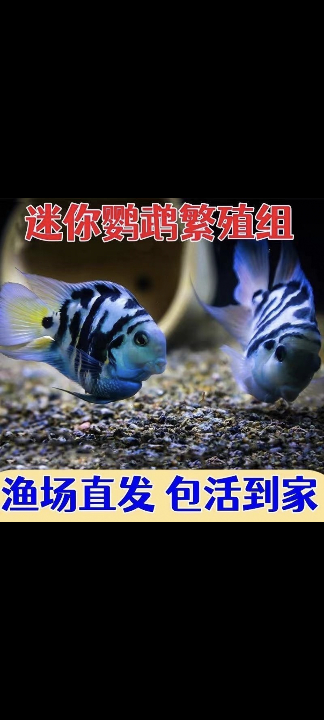 迷你鹦鹉鱼拍下备注编号