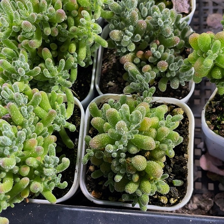 冰晶糖球带盆土发