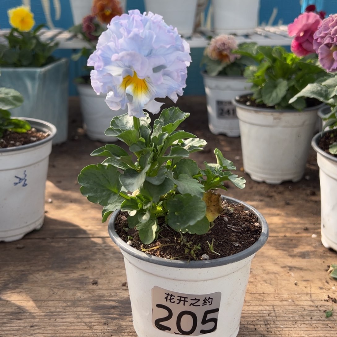 【闪购商品】完全开放?****?205号