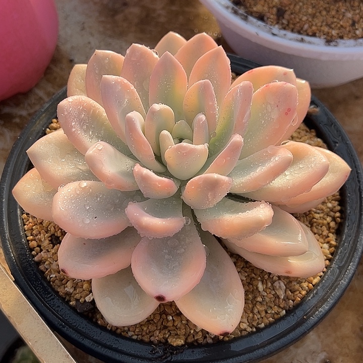 奥普琳娜锦 夏鸣园艺