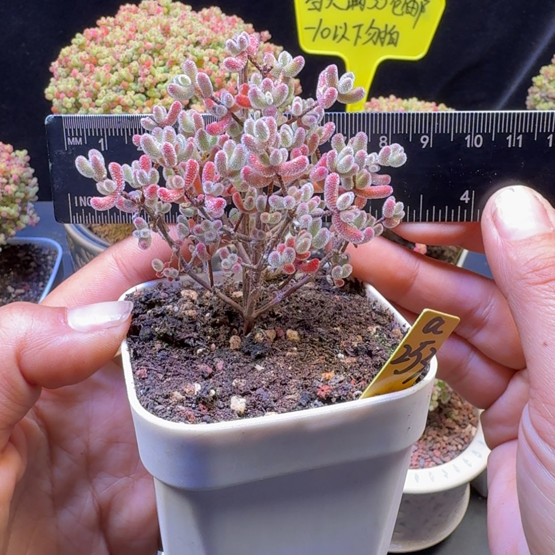 a253号实生冰晶冠服6厘米左右