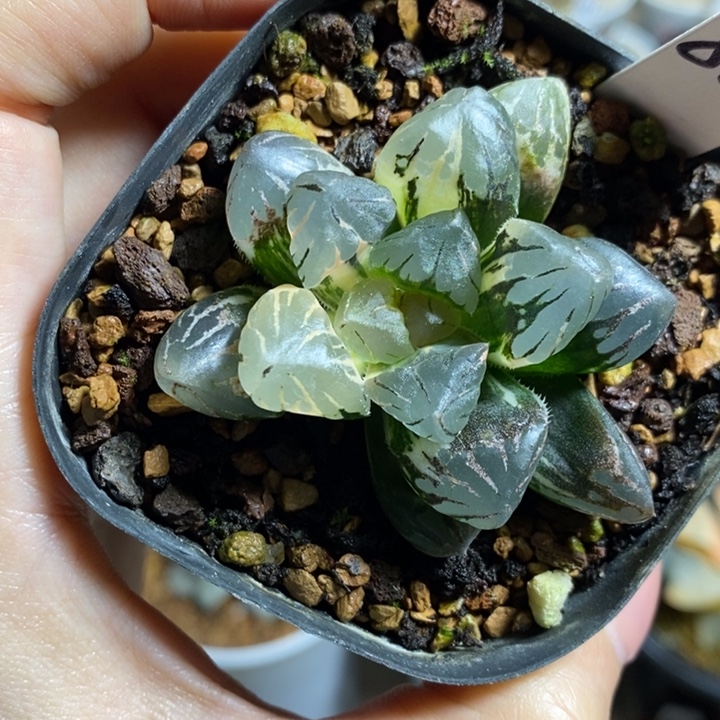 黑水晶锦极上斑111