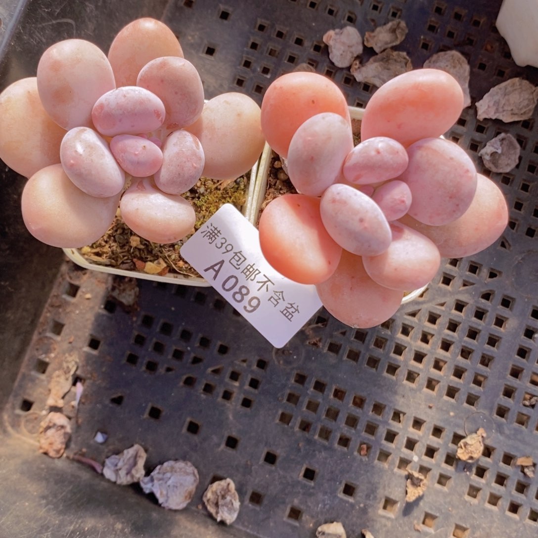 蛋黄奶2棵089多肉植物