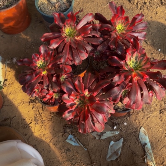 美杜莎5棵3号棚19.9