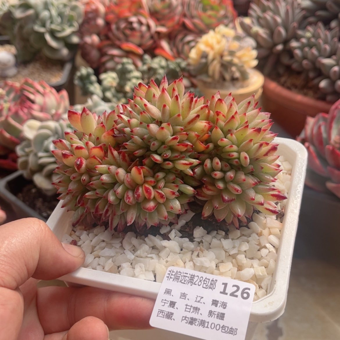 【闪购商品】126拉糖缀