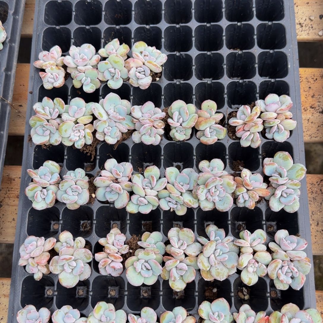 双头奶茶4颗一组（4公分