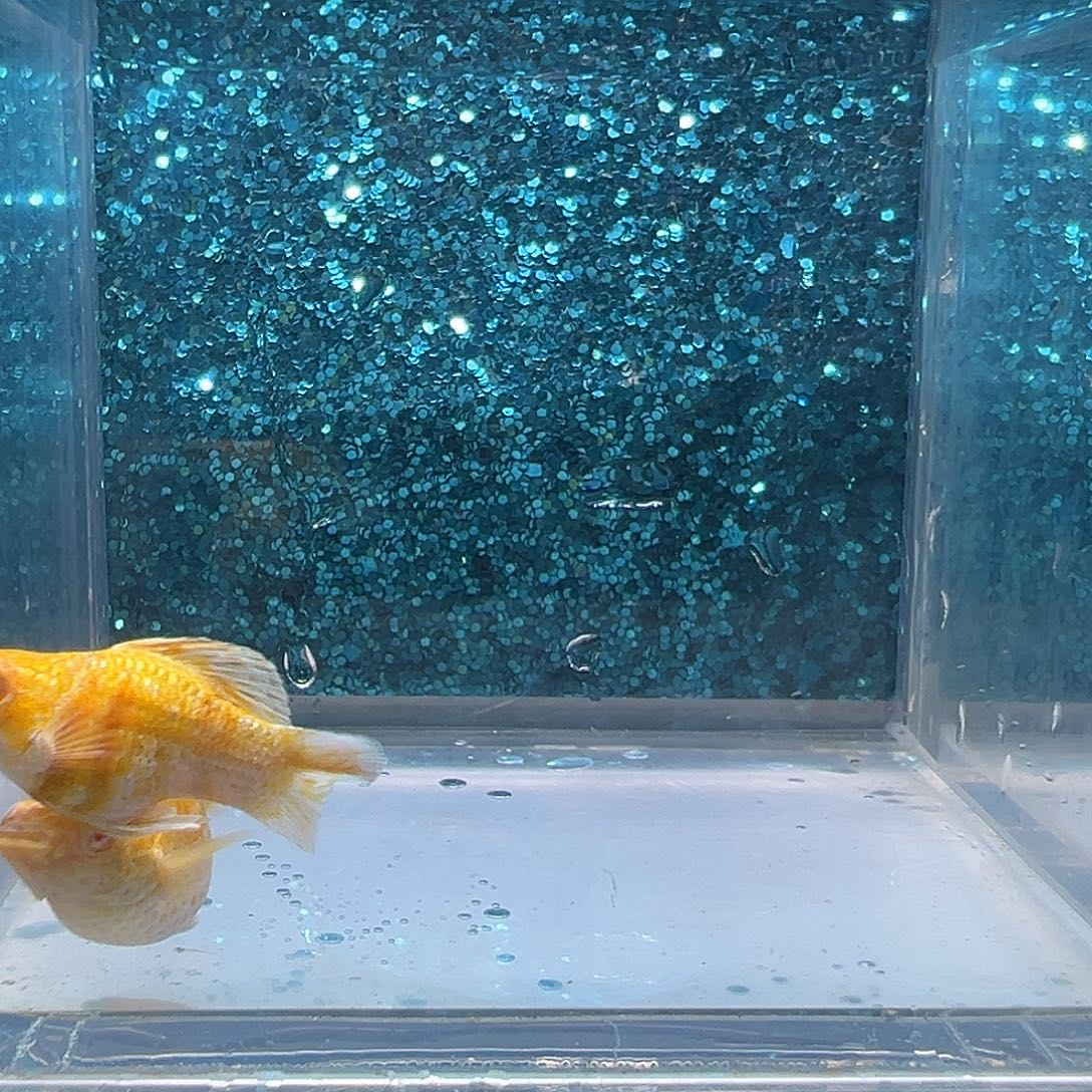 孔雀鱼金虎玛丽一对0086