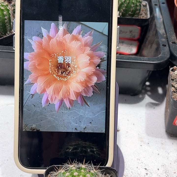 彩草香羽带根三公分左右