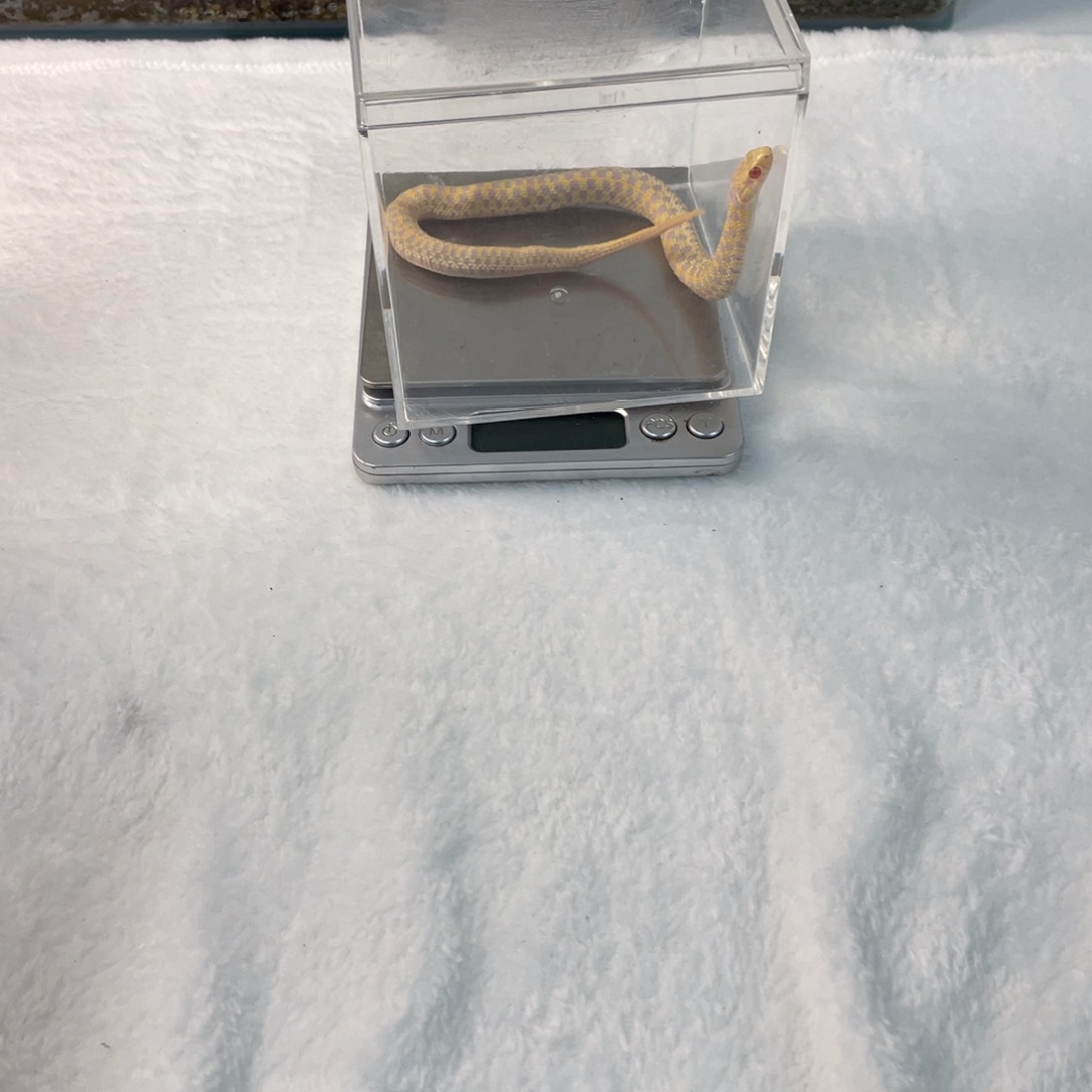 雨林蝎健康辣条包邮包活
